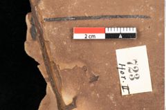 Foto (Detailansicht) von Engelhardia orsbergensis (Wessel et Weber) Jähnichen Mai et Walther (NHMW-GEO-2024-0188-0723)